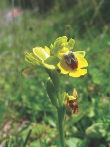 Serre di Ciminna  lutea FOCARINO    